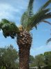 palma..jpg
