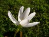 Zephyranthes lab&#117.jpg