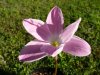 Zephyranthes lab&#117.jpg