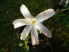 Zephyranthes lab&#117.jpg