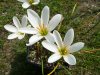 Zephyranthes can&#100.jpg