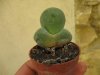 Pleiospilos neli&#.jpg