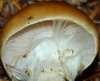 Cortinarius%20cla&.jpg