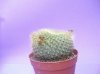 20-08-2010 Rebutia&#.jpg