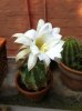 fioritura echinopsis subdenudata 2013 1.jpg