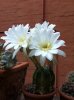 fioritura echinopsis subdenudata 2013 2.jpg