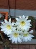 fioritura echinopsis subdenudata 2013 3.jpg