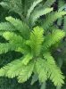 metasequoia_3.jpg