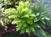 metasequoia_4.jpg