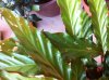 calathea.jpg