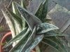 aloe storta 3.jpg