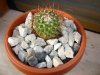 cactus1.jpg cactus1.jpg