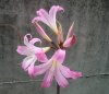 Amaryllis belladonna2.jpg