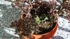100_1535.jpg