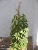 DSCN1619.jpg