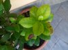 SAM_0323_1.jpg