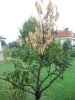 limone.jpg limone.jpg