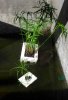 marcello-albums-vita-nella-natura-picture82241-cyperus-papyrus.jpg