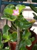 adenium5.jpg