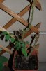 DSC_0101 (536x800).jpg