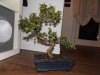 Bonsai smorto.jpg