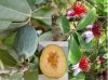 20081018-15FeijoaTris.jpg