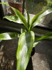 DSCN5192.jpg