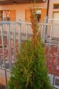_DSC3977a.jpg