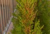 _DSC3981a.jpg