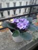 violetta 1.jpg
