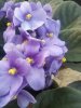 violetta 3.jpg
