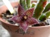 DSCN5490.jpg