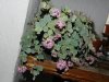 DSCN5468.jpg