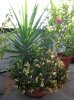 composizione Yucca-Rosa-Bocca di Leone.jpg