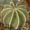 aztekium hintonii.jpg