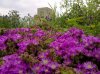 Parco Archeologico di Saturo - Fiorellini viola con Torretta 2.jpg