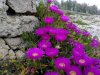 Saturo - Pianta grassa Carpobrotus edulis con fiori viola 1.jpg