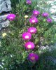 Pianta grassa Carpobrotus edulis con fiori viola 2.jpg