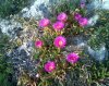 Scogli di Saturo - Pianta grassa Carpobrotus edulis con fiori viola 2.jpg