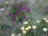 Saturo - Pianta grassa Carpobrotus edulis con fiori gialli e viola.jpg