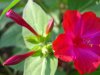 MirabilisJalapa3.jpg