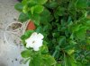 8 - Gardenia - 11-08-2010.jpg
