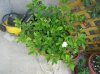 7 - Gardenia - 31-07-2010.jpg