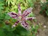 Tricyrtis hirta.jpg