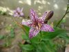 Tricyrtis formosana.jpg