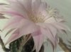 Echinopsis multiplex_B6.jpg