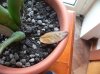 P1050086.jpg