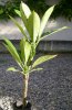 PLUMERIA ALBA.jpg