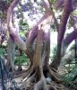 Capri - Via Matermania per l'Arco Naturale - Ficus macrophylla.jpg