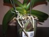 PHAL3 SETTEMBRE 2010.jpg